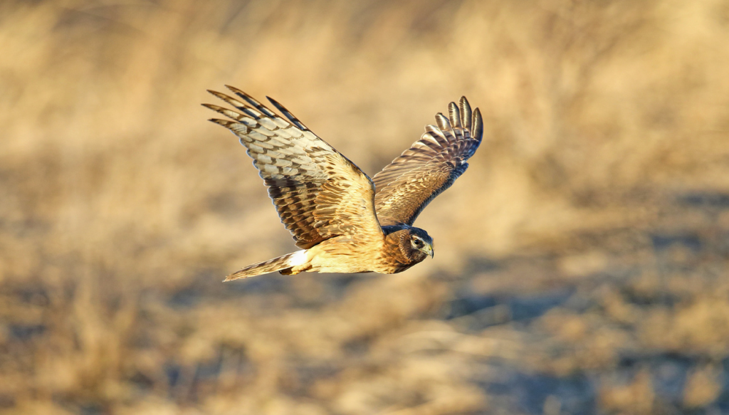 Symbol and Meaning of the Hawk
