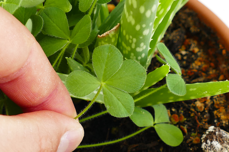 4-Leaf Clover